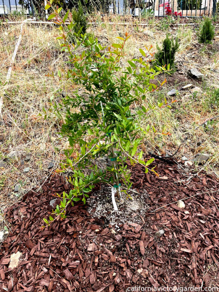 ariana-pomegranate-newly-planted