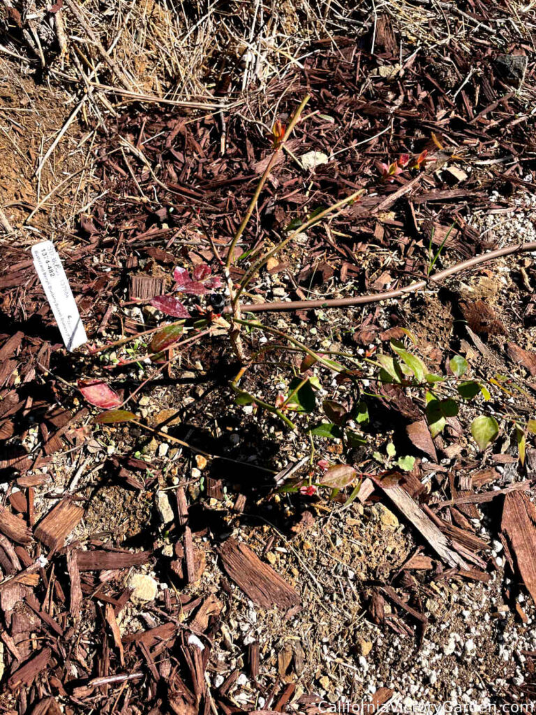bluberry-buckle-blueberry-newly-planted