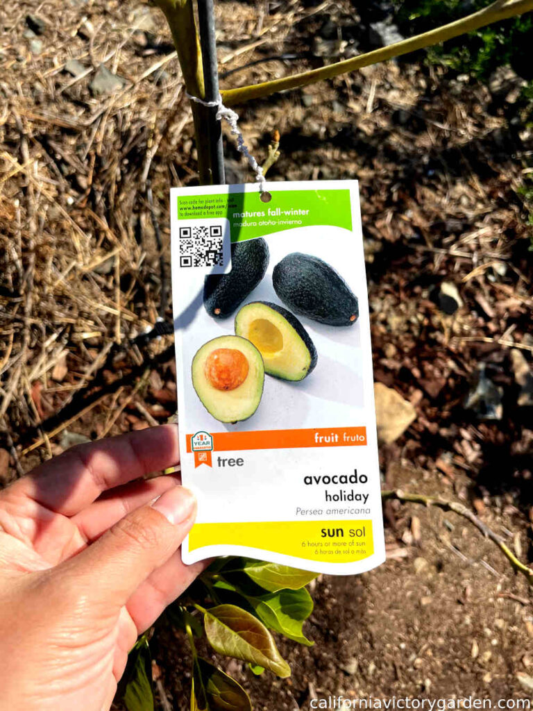 holiday-dwarf-avocado-label