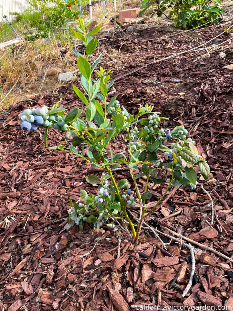 misty blueberry plant with fruit