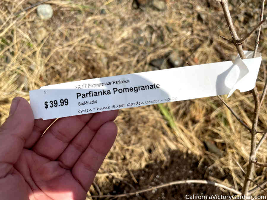 parfianka-pomegranate-new-planted-label