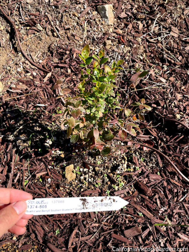 southern-bluebelle-blueberry-newly-planted